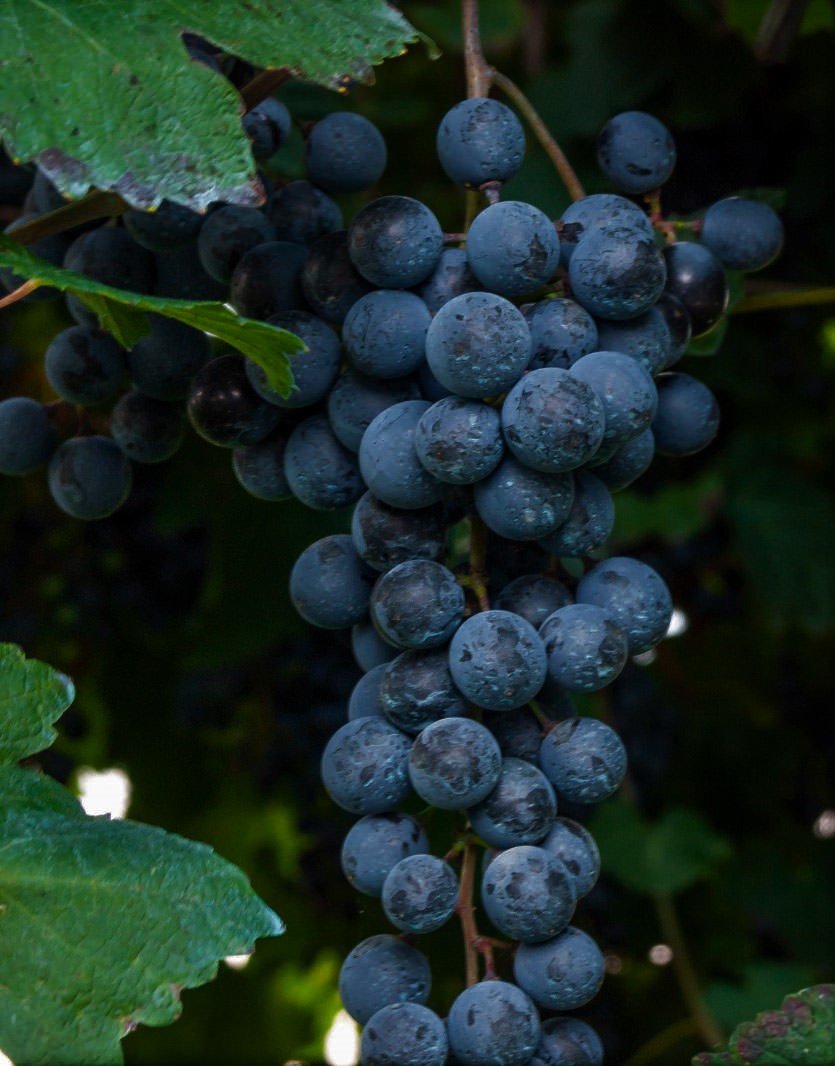 lambrusco marani