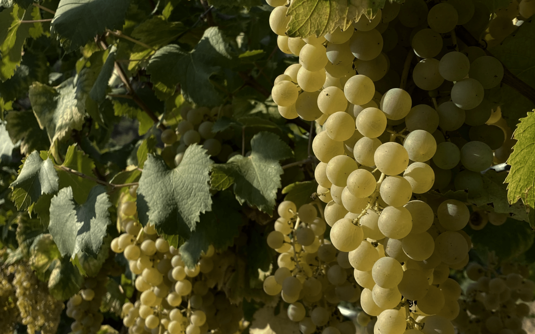 La Spergola: un vitigno riscoperto dalle caratteristiche inaspettate